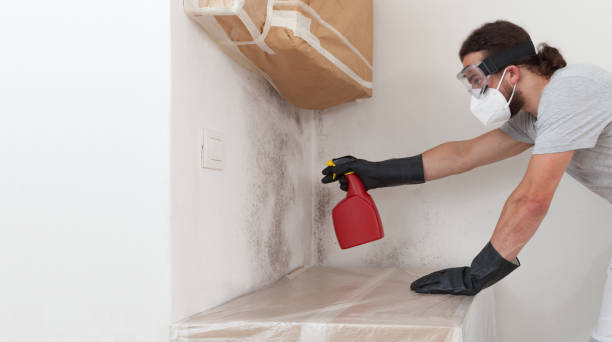 Professional Basement Mold Remediation technician working in New Windsor, MD