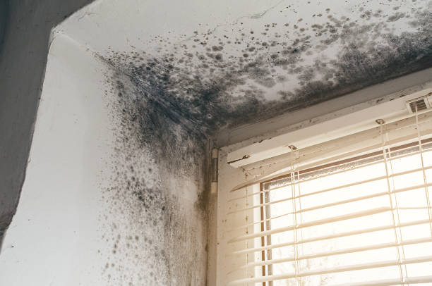 Affordable Basement Mold Remediation solutions in New Windsor, MD